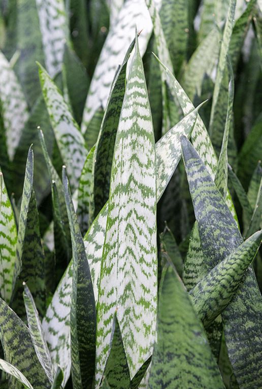 Monstera Siltepecana