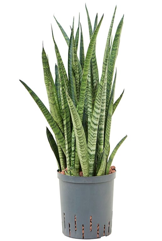 Monstera Siltepecana