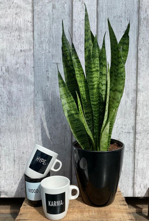 Alocasia Branchifolia Pink Passion blad