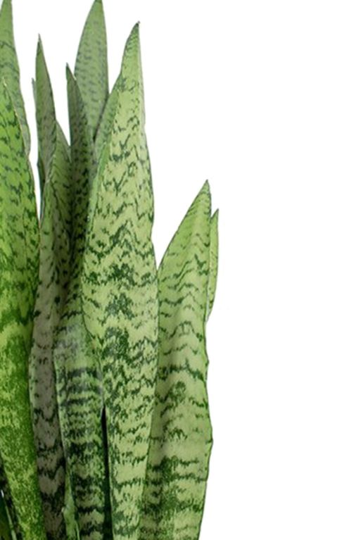 Monstera Siltepecana