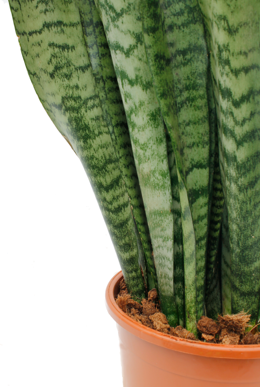 Hoya Krohniana Silver blad