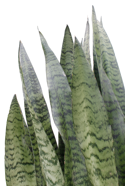 Monstera Siltepecana