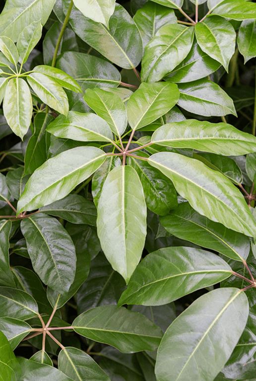 Syngonium Red Spot blad