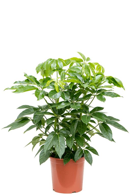 Scindapsus Treubii Dark
