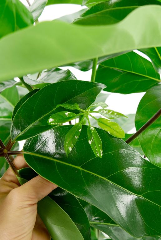 Schefflera amate petite feuille