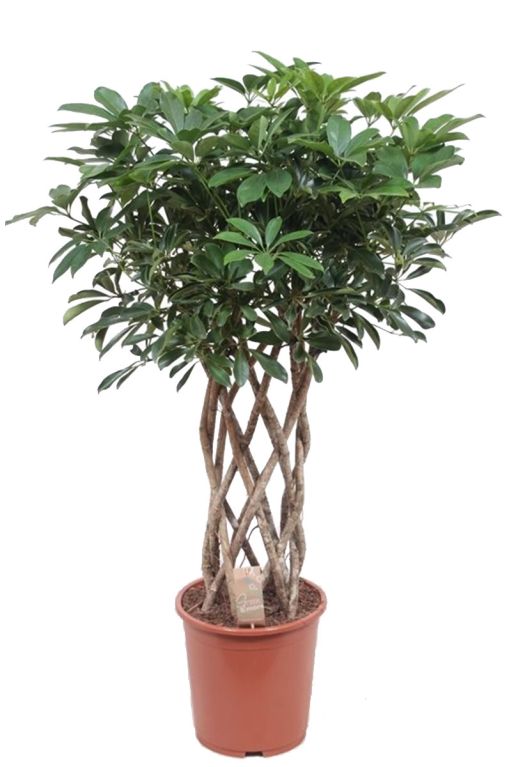 Schefflera arboricola pflanze