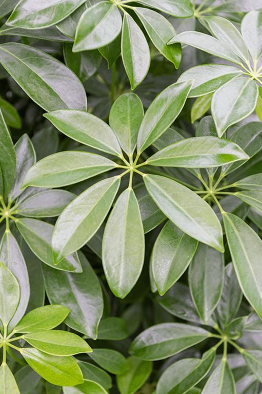 Epipremnum Pinnatum Global Green