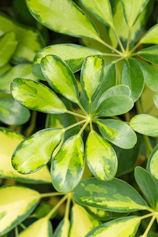 Schefflera gold capella blad