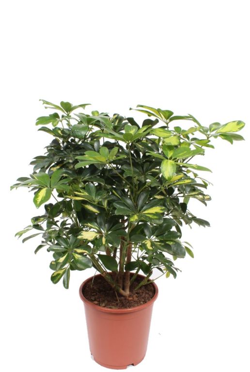 Scindapsus Treubii Dark plant