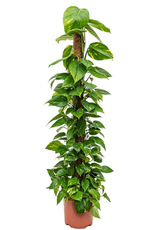 Hoya Krohniana Silver blad