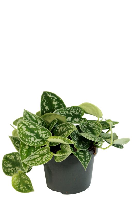 Hoya Krohniana Silver blad