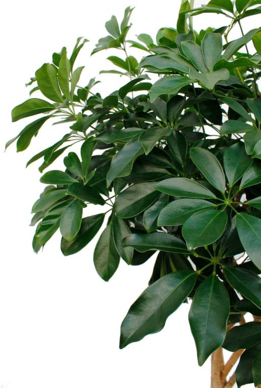 Monstera Siltepecana