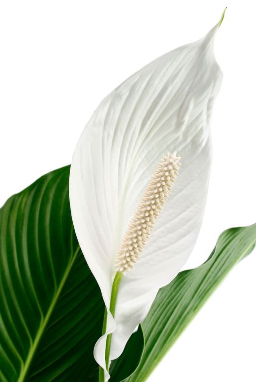 Alocasia Branchifolia Pink Passion blad
