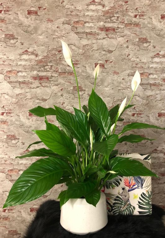 Spathiphyllum-fleur-de-lune-plante-d-interieur