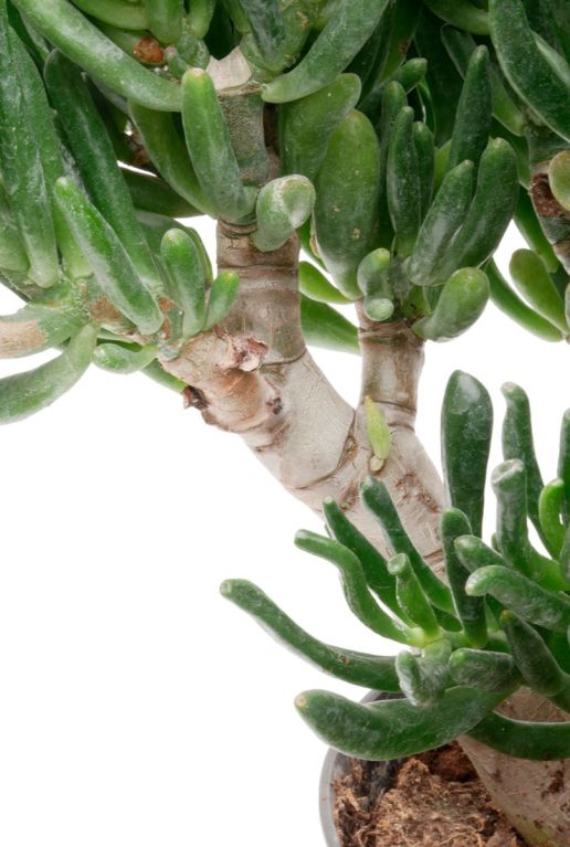 Crassula Hobbit