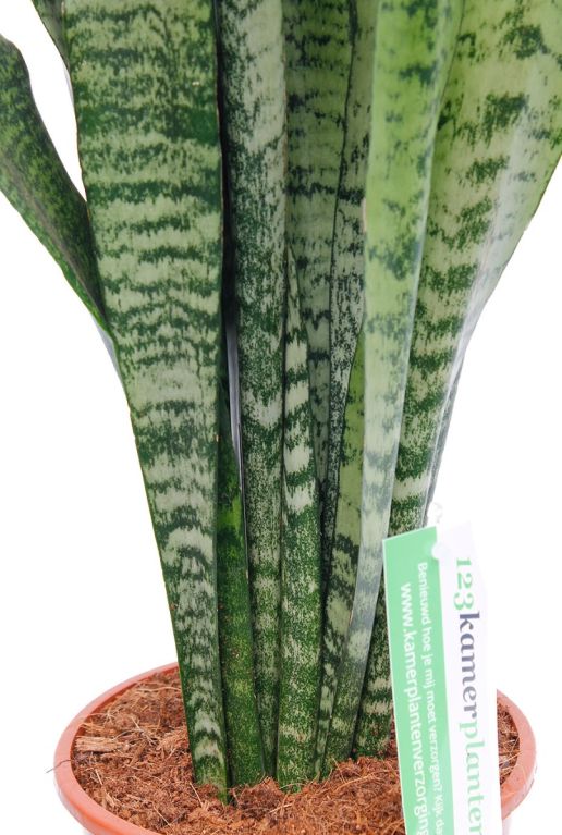 Sterke kamerplant vrouwentong Sansevieria 