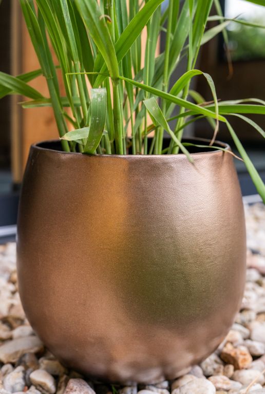 Monstera Siltepecana