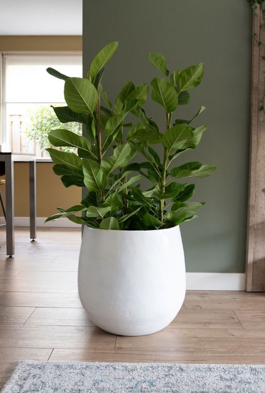 Monstera Siltepecana