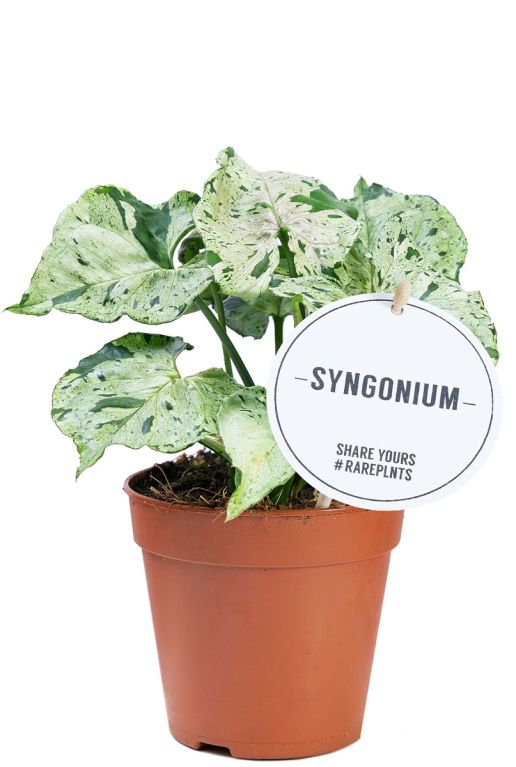 Syngonium green splash