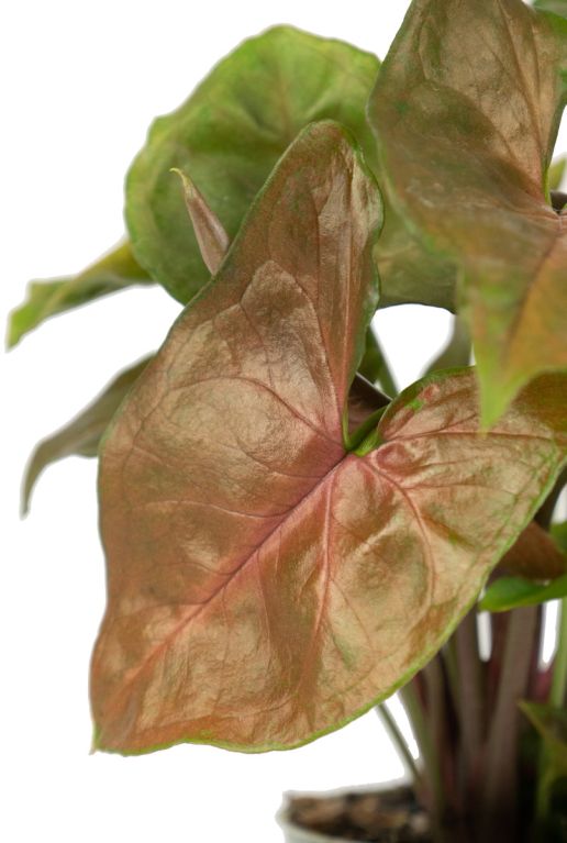Hoya Krohniana Silver blad