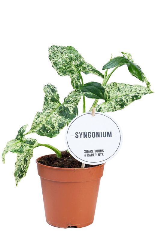 Syngonium mottled