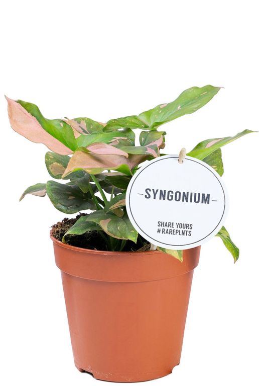 Syngonium pink splash