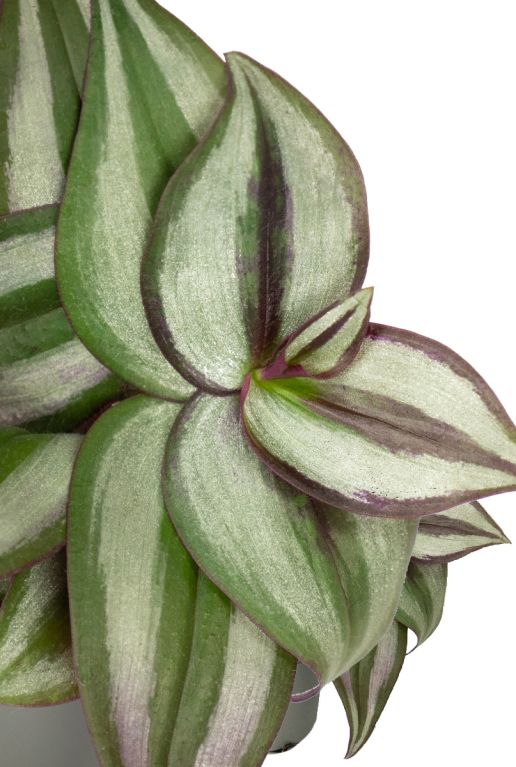 Tradescantia zebra blad