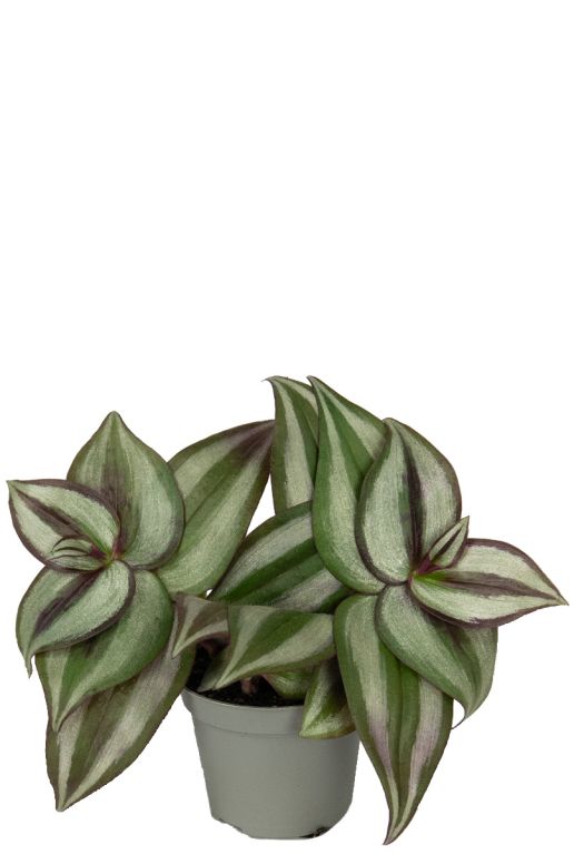 Tradescantia zebra plant