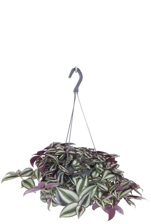 Hoya Krohniana Silver blad