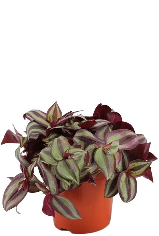 Tradescantia zebrina plant