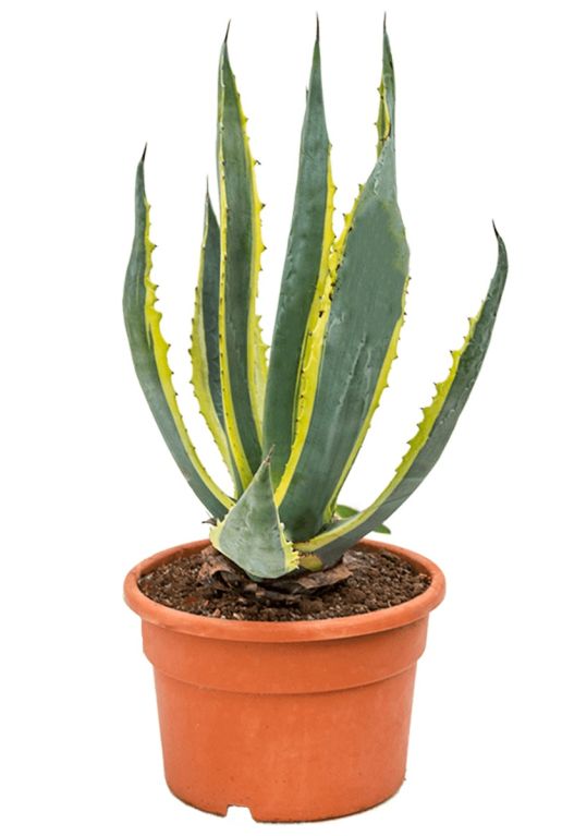 Agave americana