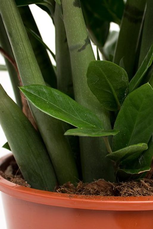 Epipremnum Pinnatum Global Green