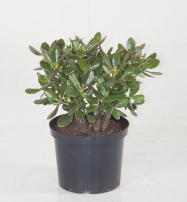 Crassula Sunset
