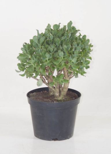 Crassula