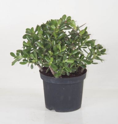 Crassula Sunset