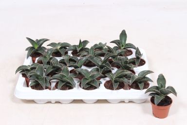 Sansevieria Robusta