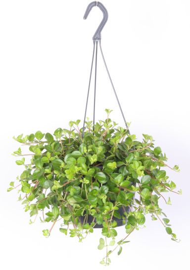 Peperomia