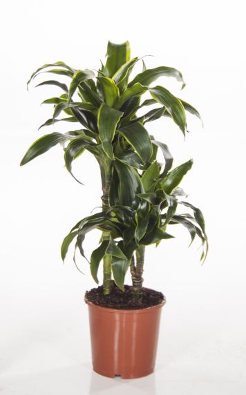 Dracaena Dorado