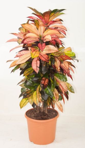 variegatum Mrs.Iceton