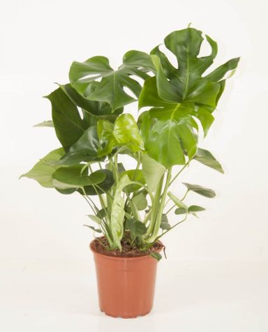 Monstera deliciosa