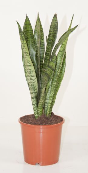 zeylanica
