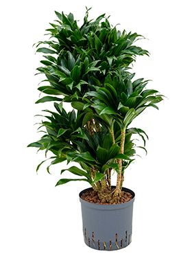 Dracaena compacta