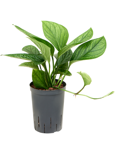 1MOPIHA10