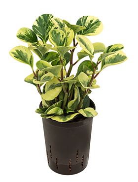 Peperomia green gold variegata