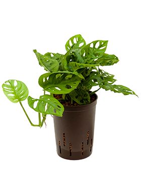 Monstera Monkey Mask