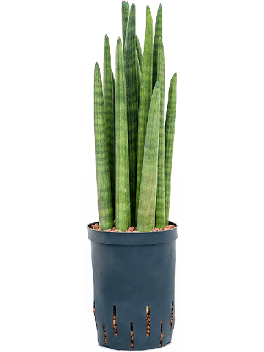 1SACTTU15
