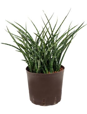 Sansevieria fernwood