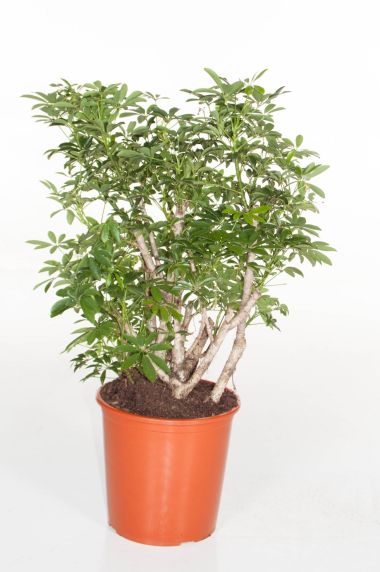 Schefflera Luseana