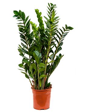 Zamioculcas Zamiifolia