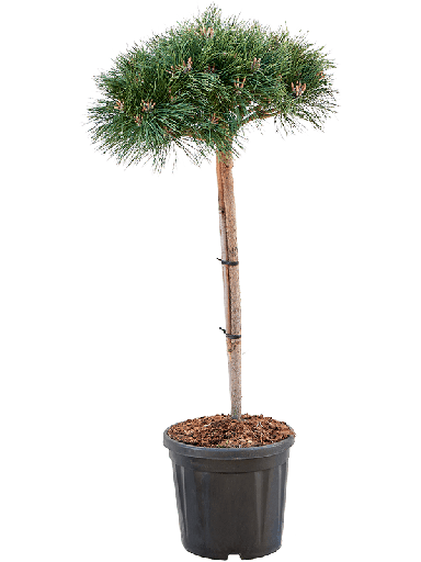 Pinus_tuinplant